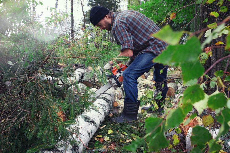Birch Tree Removal in Duluth, MN