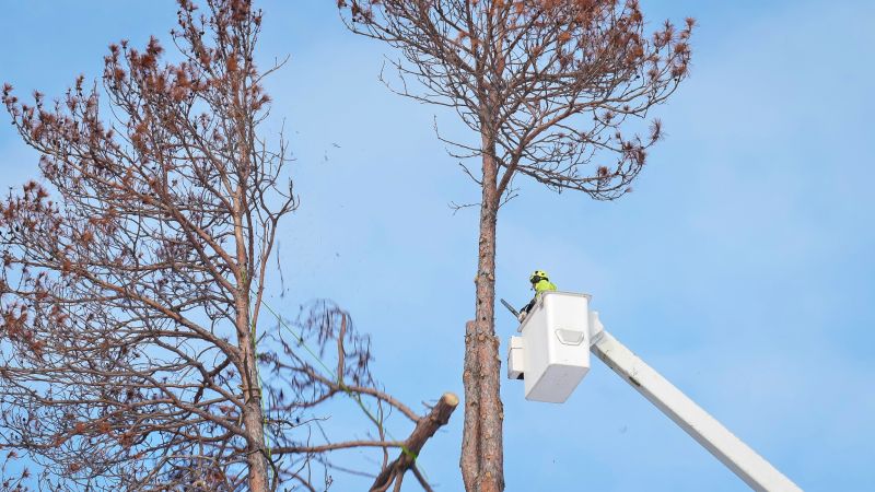 Commercial Tree Removal in San Jose, CA