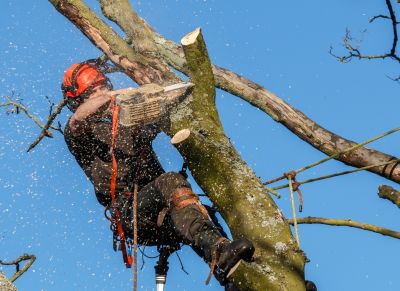 Commercial Tree Trimming in Allentown, PA