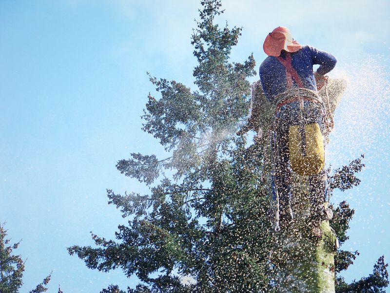 Spruce Tree Removal in San Jose, CA