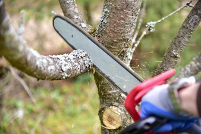 Tree Trimming And Pruning - Palm Tree Removal Minneapolis, Minnesota