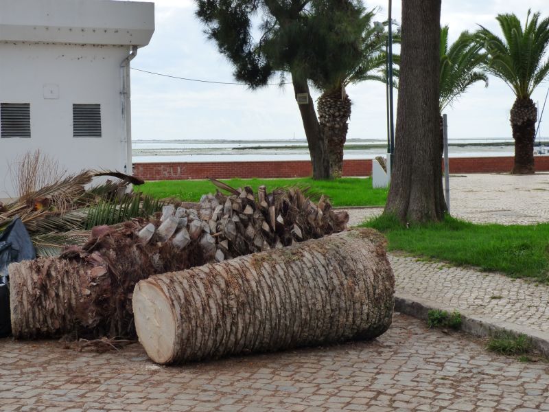 Palm Tree Removal