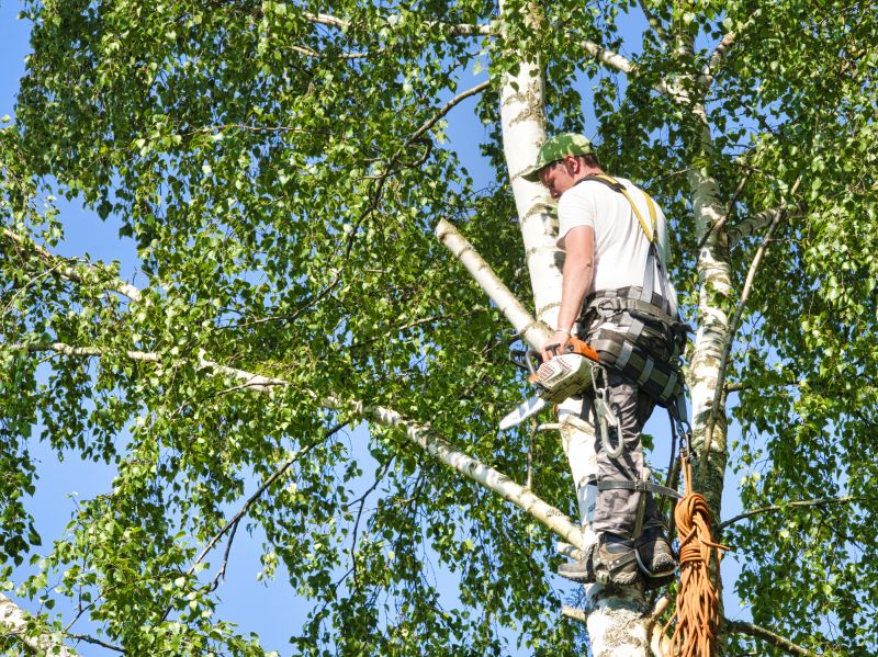 Birch Tree Removal in Allentown, PA