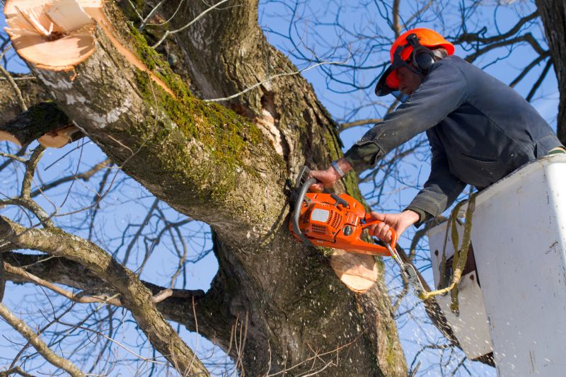Birch Tree Removal in Aiken, SC