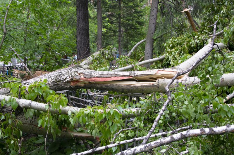 Birch Tree Removal in Aiken, SC