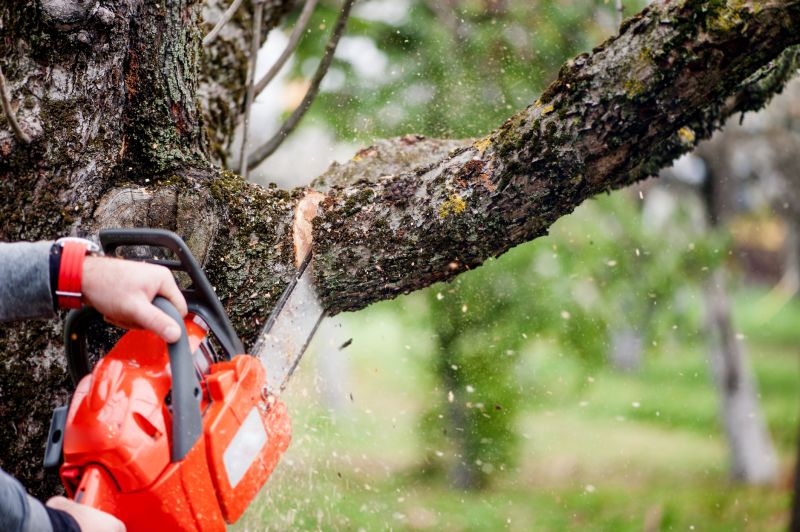 Birch Tree Removal in San Jose, CA