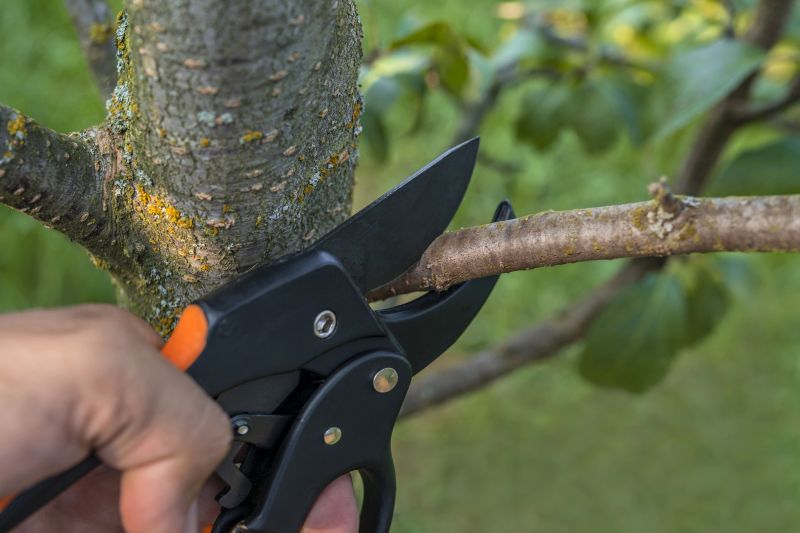 Birch Tree Removal in Duluth, MN