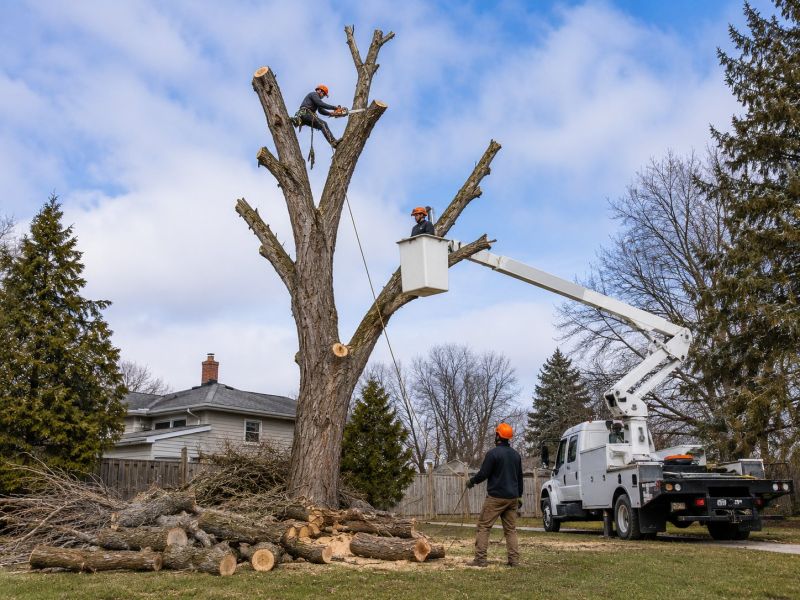 Cherry Tree Removal in Aiken, SC