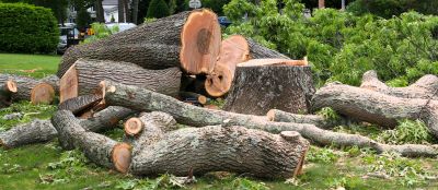 Commercial Tree Removal in Aiken, SC