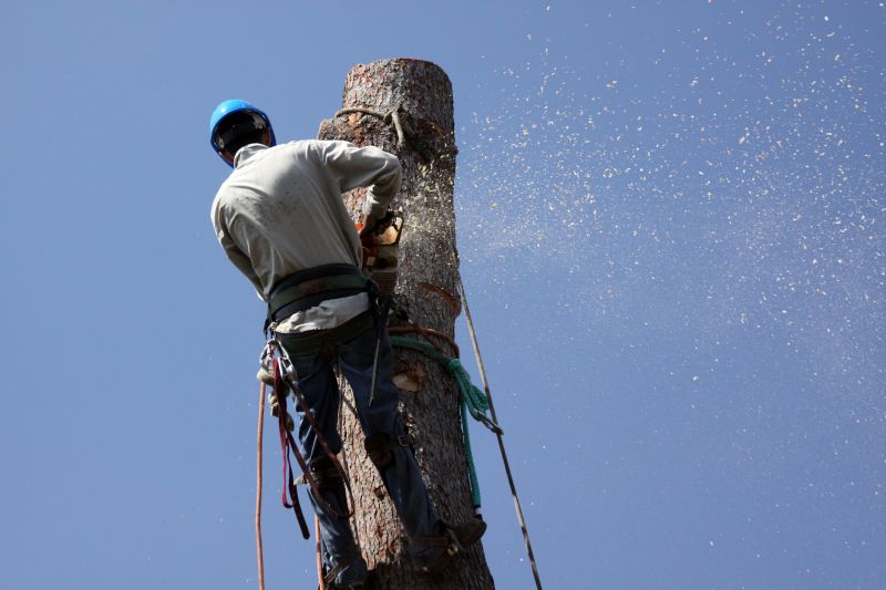 Commercial Tree Removal in Doylestown, PA