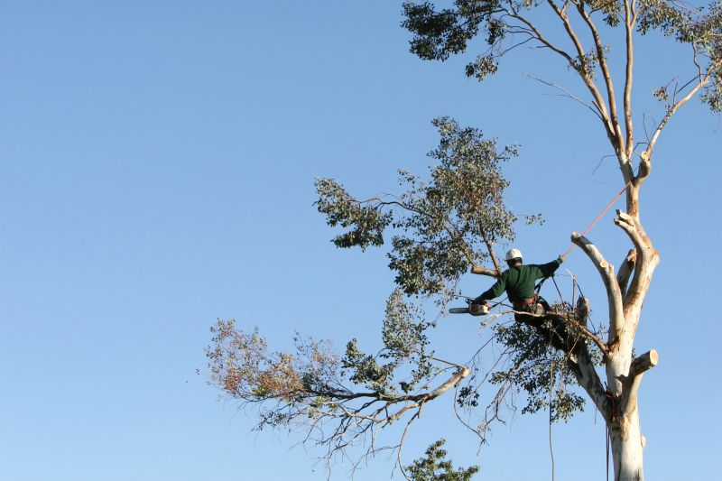 Commercial Tree Trimming in Littleton, CO