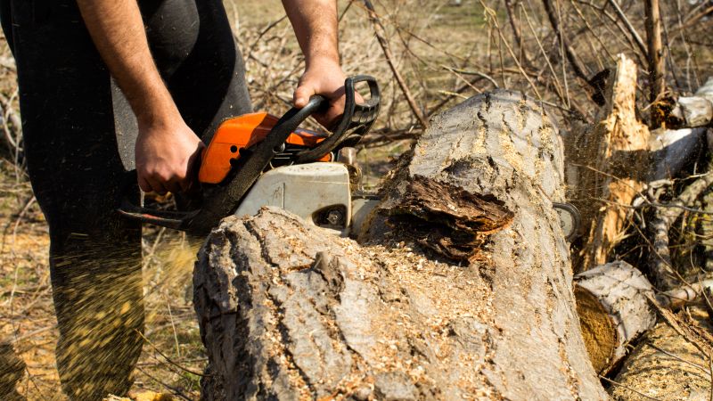 Cypress Tree Removal in Allentown, PA