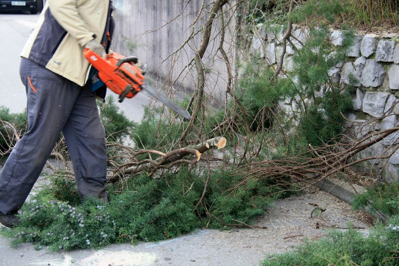 Cypress Tree Removal in Montgomery County, PA