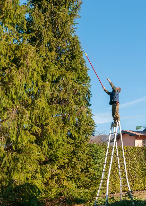 Cypress Tree Trimming in Reno, NV