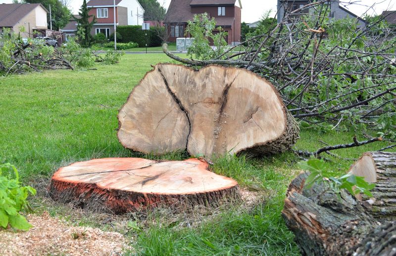 Dead Tree Removal in Doylestown, PA