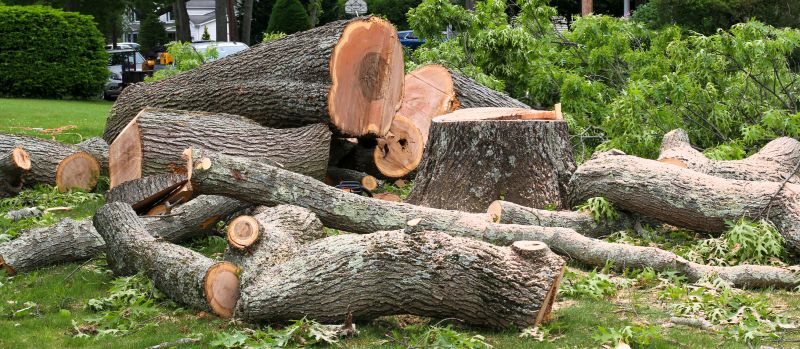 Elm Tree Removal in Aiken, SC