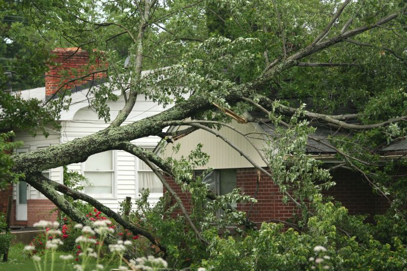 Emergency Tree Removal in Allentown, PA