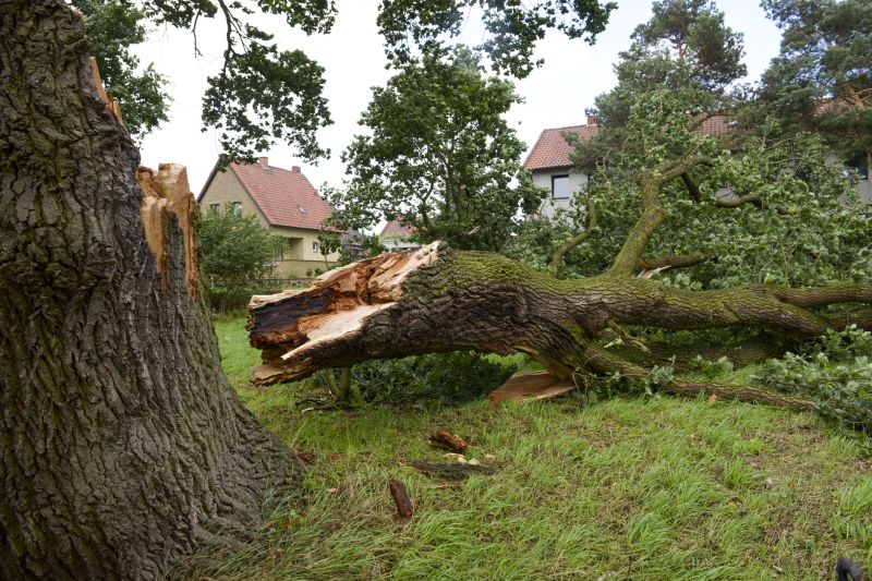 Fallen Tree Removal in Aiken, SC