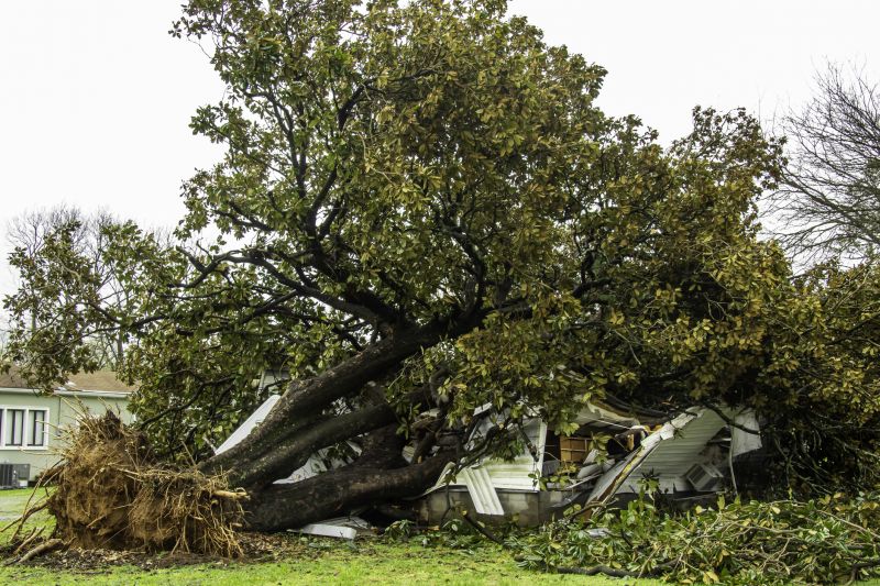 Fallen Tree Removal in San Jose, CA