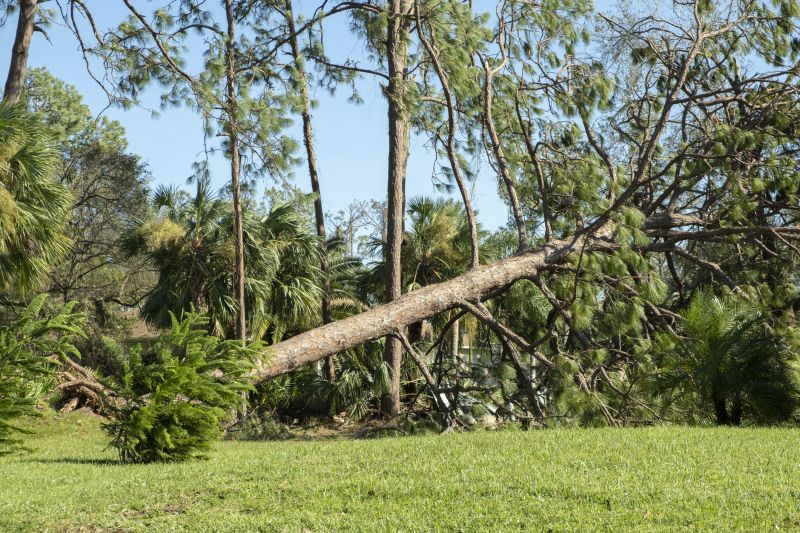 Fallen Tree Removal in Duluth, MN