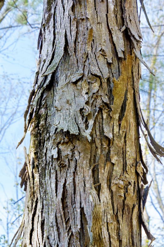 Hickory Tree Removal in Bucks County, PA