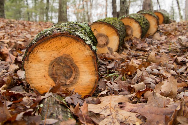 Hickory Tree Removal in Aiken, SC