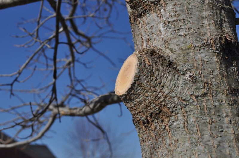 Limbs Trimming in Reno, NV