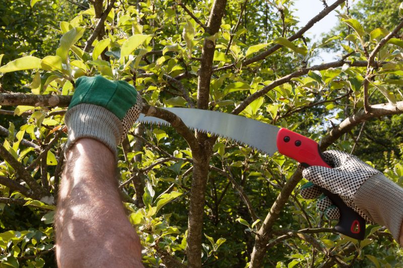 Magnolia Tree Pruning in Reno, NV