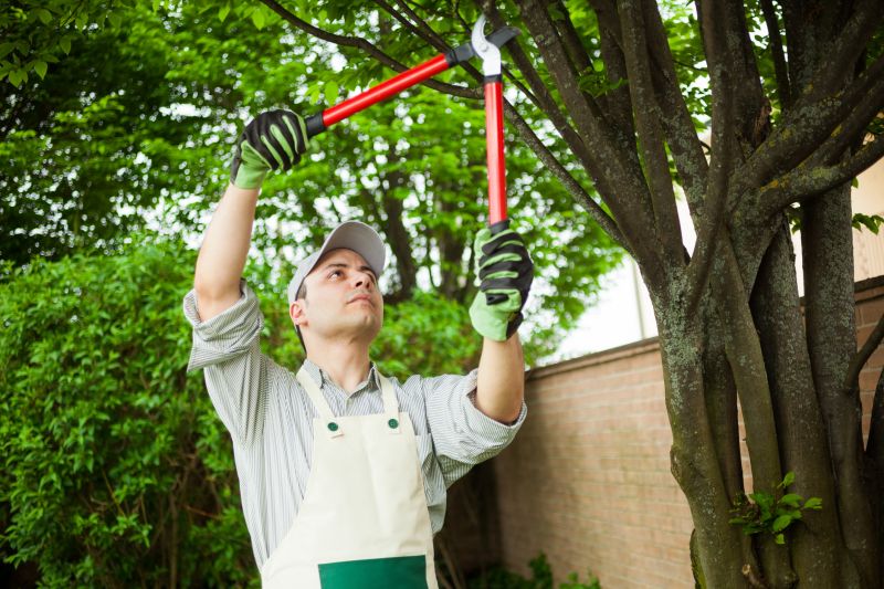 Maple Tree Pruning in Reno, NV