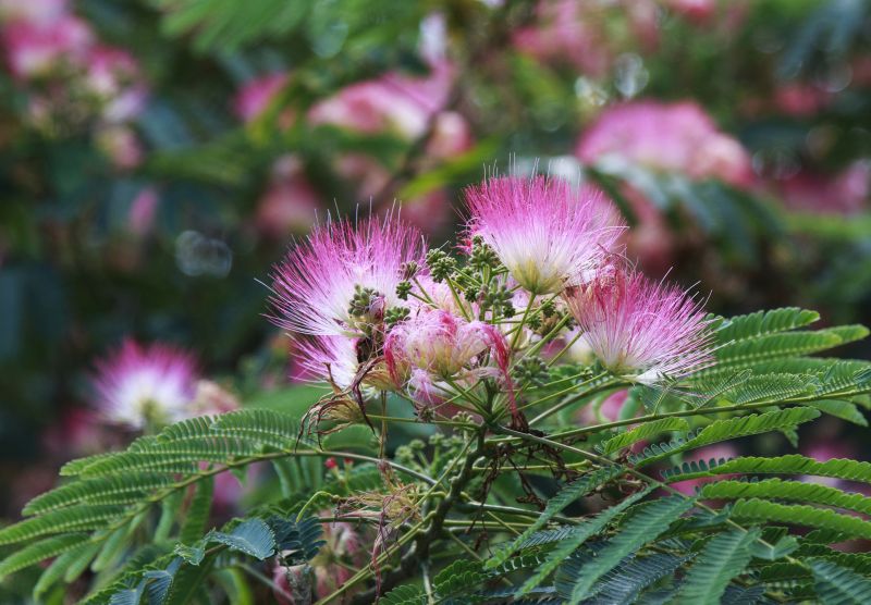 Mimosa Tree Removal in Duluth, MN