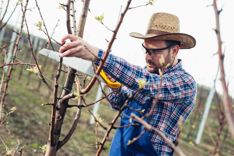 Oak Tree Pruning in Reno, NV