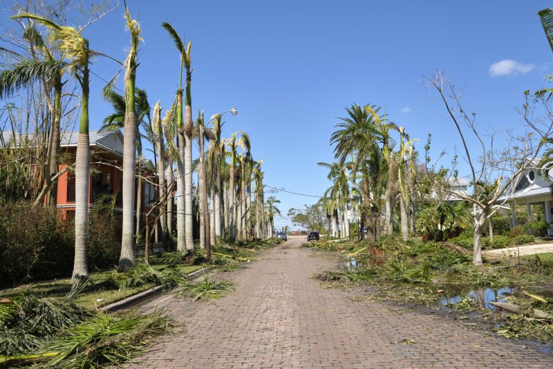 Palm Tree Removal Costs — Cost of Palm Tree Removal