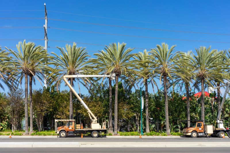 Palm Tree Removal Costs — Cost of Palm Tree Removal