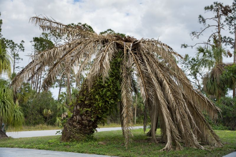 Palm Tree Removal in Aiken, SC
