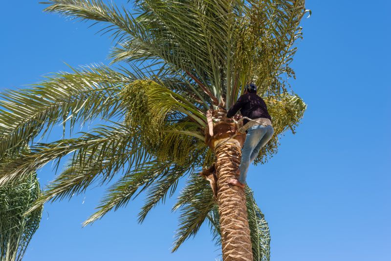 Palm Tree Removal in Montgomery County, PA
