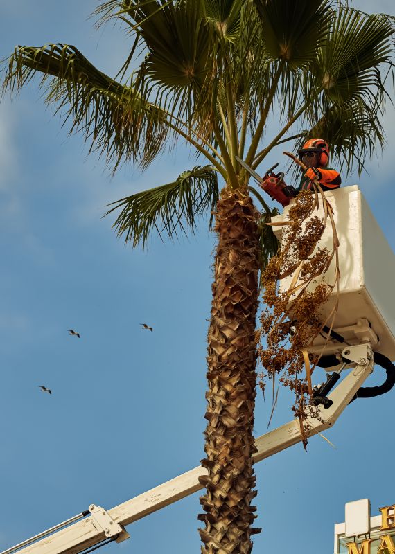 Palm Tree Removal