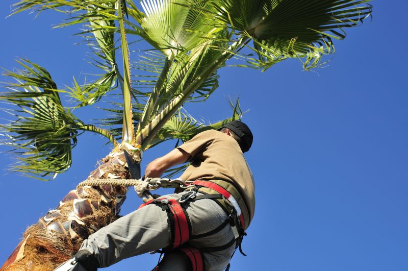 Professional Palm Tree Removal