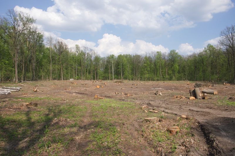 Pine Tree Clearing in Gwinnett County, GA
