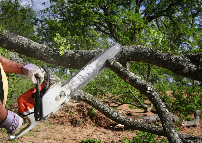 Residential Tree Service in Reno, NV
