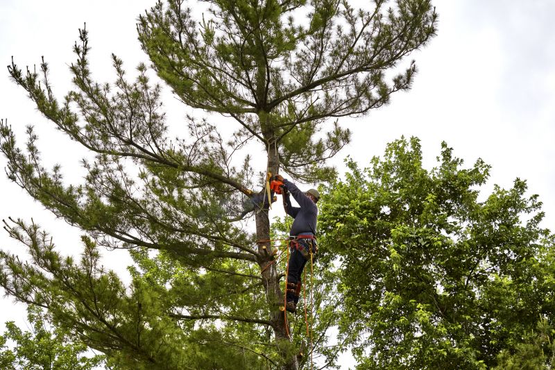 Spruce Tree Removal in Montgomery County, PA