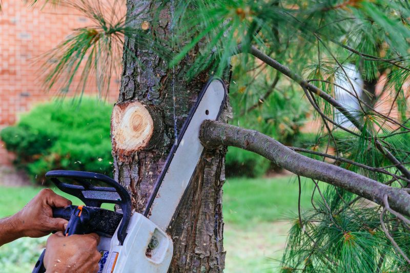 Tree Branch Cutting in Reno, NV