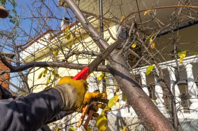 Tree Maintenance Service in Reno, NV