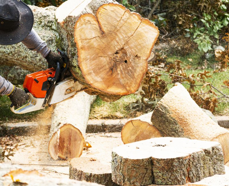 Tree Removal Service in Allentown, PA