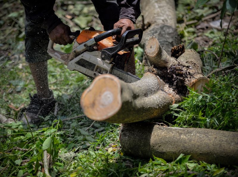 Tree Service in Reno, NV