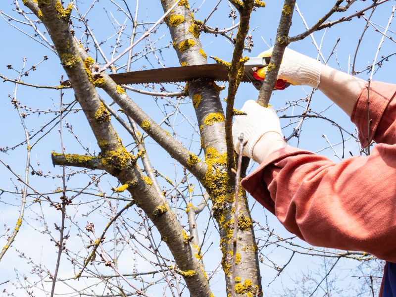 Local Tree Care Professionals