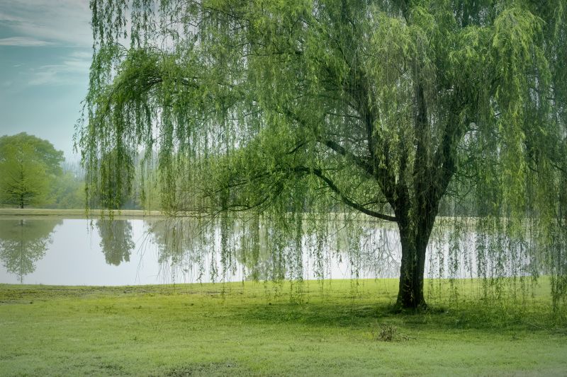 Willow Tree Removal in Allentown, PA