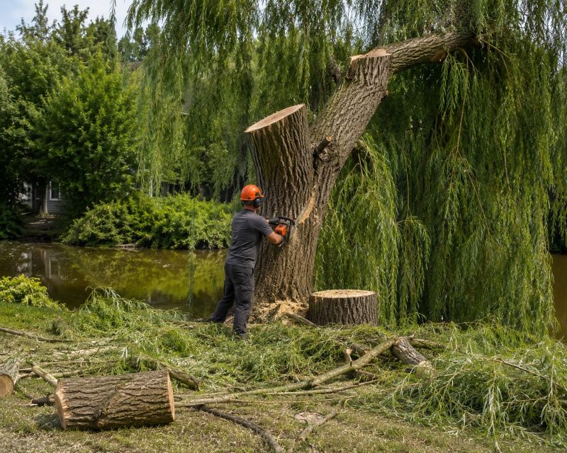 Willow Tree Removal in Duluth, MN