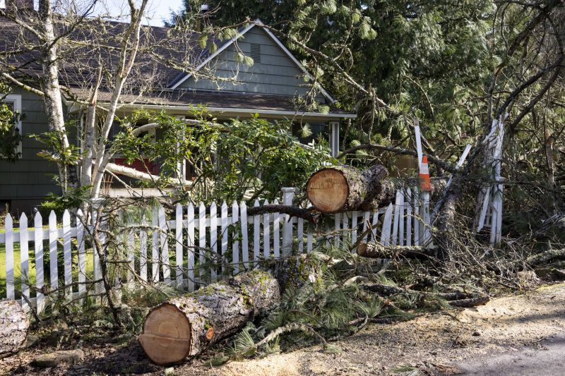 Willow Tree Removal in San Jose, CA