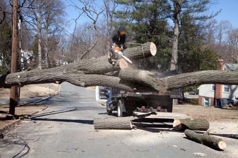 Willow Tree Removal in Bucks County, PA