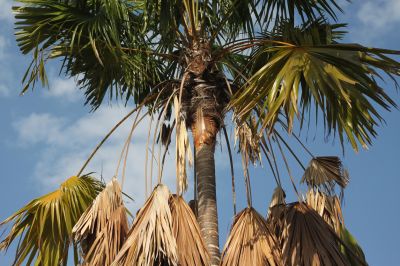 Remove a Dead or Diseased Palm Tree!